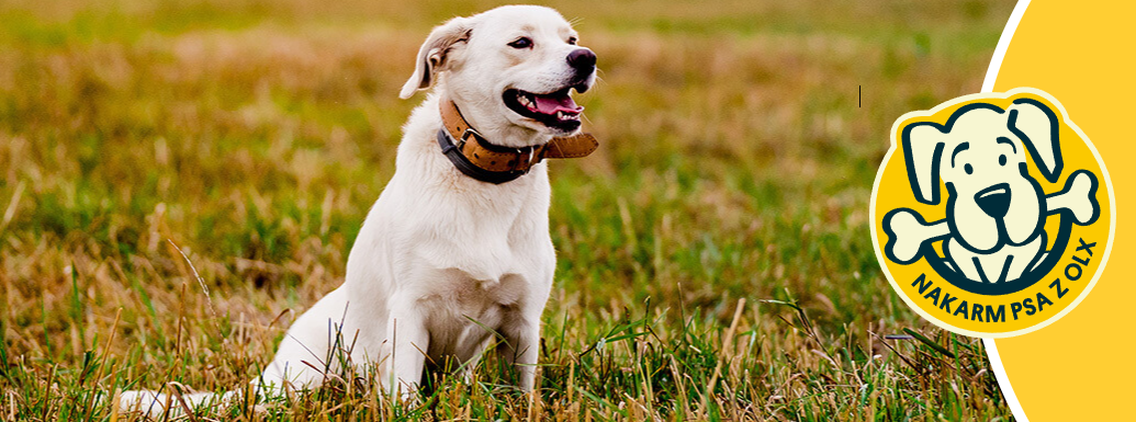 nakarm psa z olx