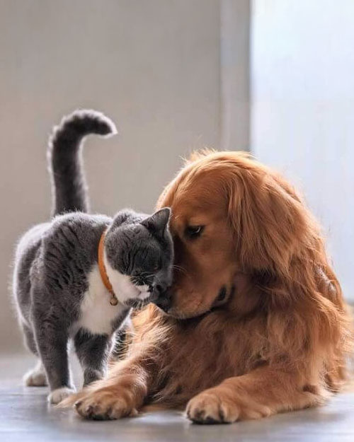 Pies i kot pod jednym dachem