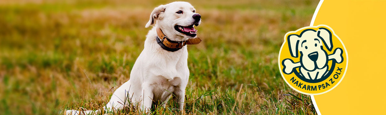 Nakarm Psa! - Akcja charytatywna OLX