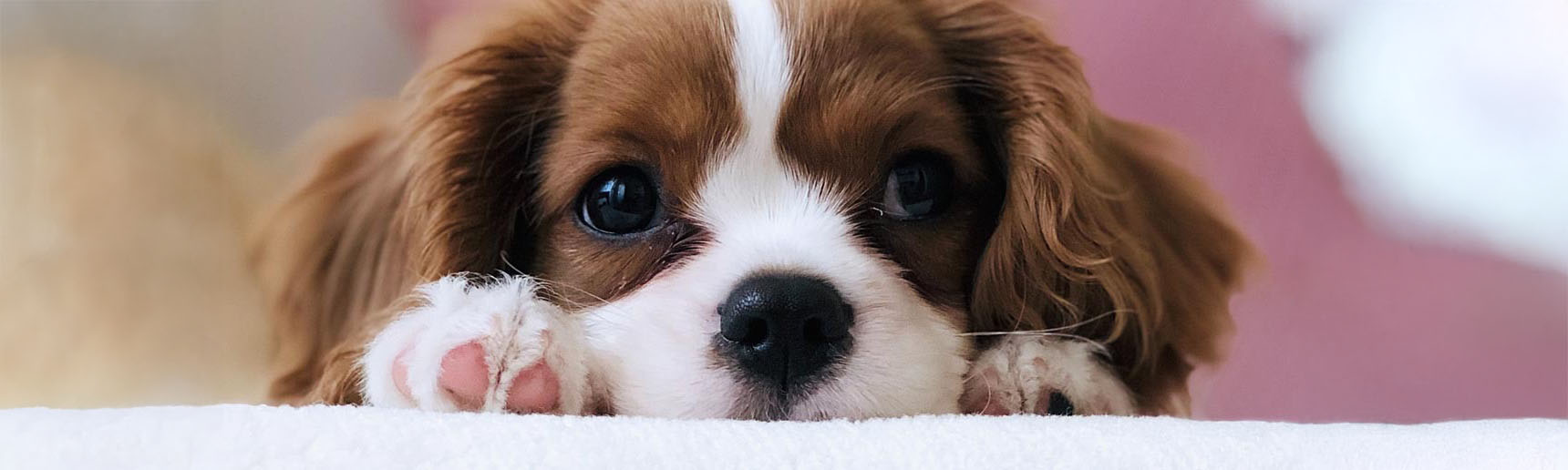 Pierwszy szczeniak w domu – Jak się przygotować na przyjęcie nowego pupila?